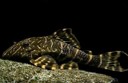 Pleco Clown sucker — 3-6